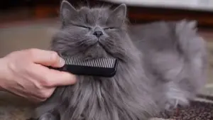 L’importanza di spazzolare i gatti a pelo lungo e come sciogliere i nodi