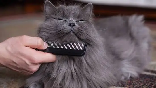 L’importanza di spazzolare i gatti a pelo lungo e come sciogliere i nodi