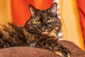 Gatti tartarugati: è vero che sono sempre femmine? E perché sono così speciali