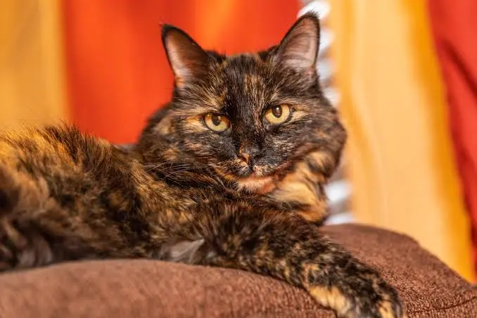 Gatti tartarugati: è vero che sono sempre femmine? E perché sono così speciali