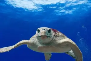 Cambiamenti climatici, quali sono le specie animali più a rischio