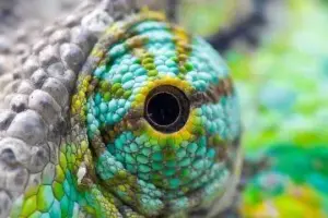Come vedono il mondo gli animali: colori e sensi oltre la percezione umana