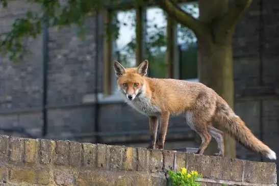 La città vista dagli animali: come la fauna selvatica sta imparando a vivere accanto all’uomo
