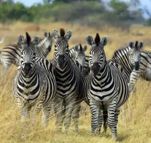 Perché alcuni animali vivono in gruppo e altri preferiscono stare soli?