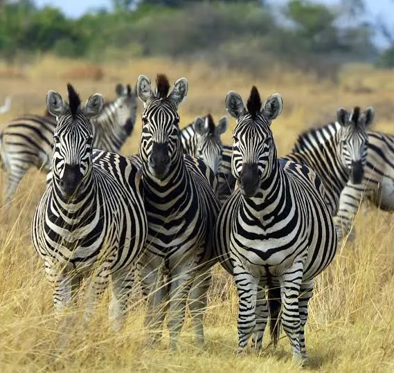 Perché alcuni animali vivono in gruppo e altri preferiscono stare soli?