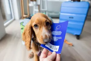 Viaggiare con cane o gatto, documenti, microchip e vaccini: cosa serve davvero