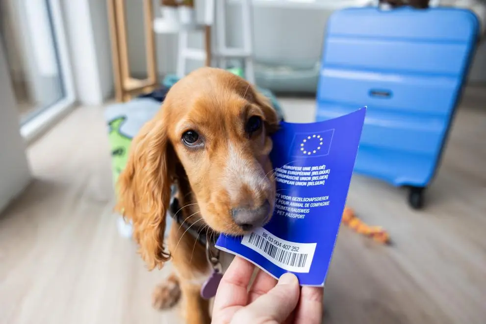 Viaggiare con cane o gatto, documenti, microchip e vaccini: cosa serve davvero