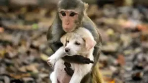 Quando l’amicizia supera i confini della specie: le sorprendenti amicizie tra animali diversi