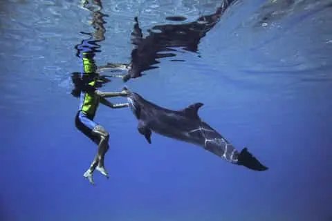 Gli animali possono riconoscere una persona dopo anni? La sorprendente memoria delle specie