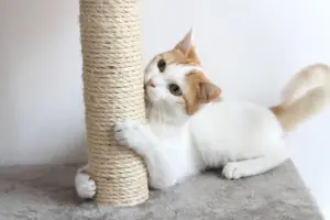 Gattini iperattivi, come fare a contenerli ed educarli alla vita domestica