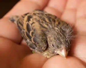 Uccelli caduti dal nido: cosa fare e cosa evitare