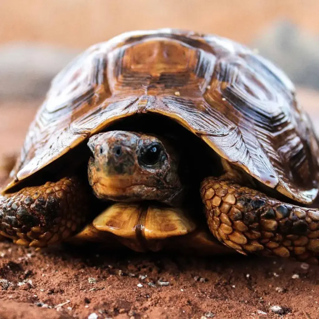 Gli animali che sembrano non invecchiare mai e sembrano immortali