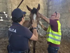 Catania, scoperta una stalla abusiva con quattro cavalli senza microchip