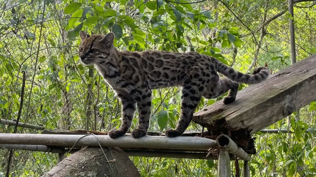 Scoperto un nuovo felino in Bolivia: è il primo in oltre un secolo