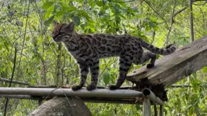 Scoperto un nuovo felino in Bolivia: è il primo in oltre un secolo