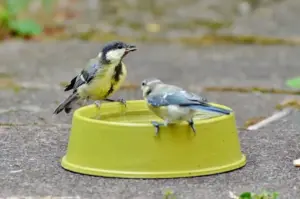 Animali e caldo estremo: come cambia il comportamento delle specie durante le ondate di calore