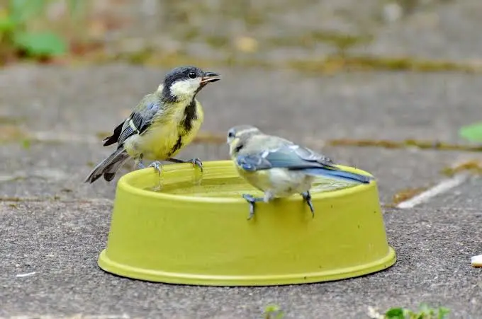 Animali e caldo estremo: come cambia il comportamento delle specie durante le ondate di calore