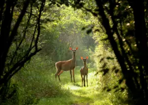Cosa succede agli animali quando scompare una specie dal loro ambiente