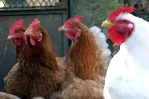 Strage di polli nell’ennese, a fuoco capannoni, persi oltre 300mila animali