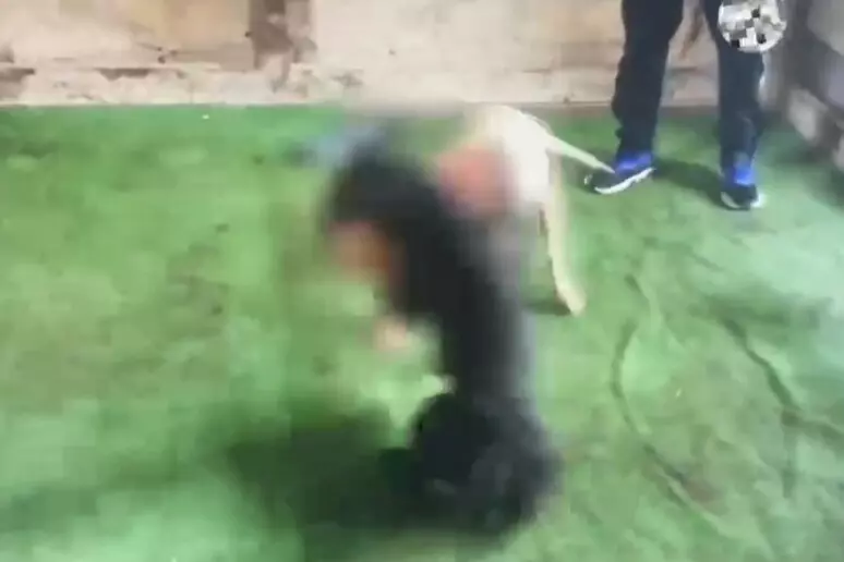 Gela, scoperta una presunta banda di combattimenti clandestini tra pitbull: sei indagati