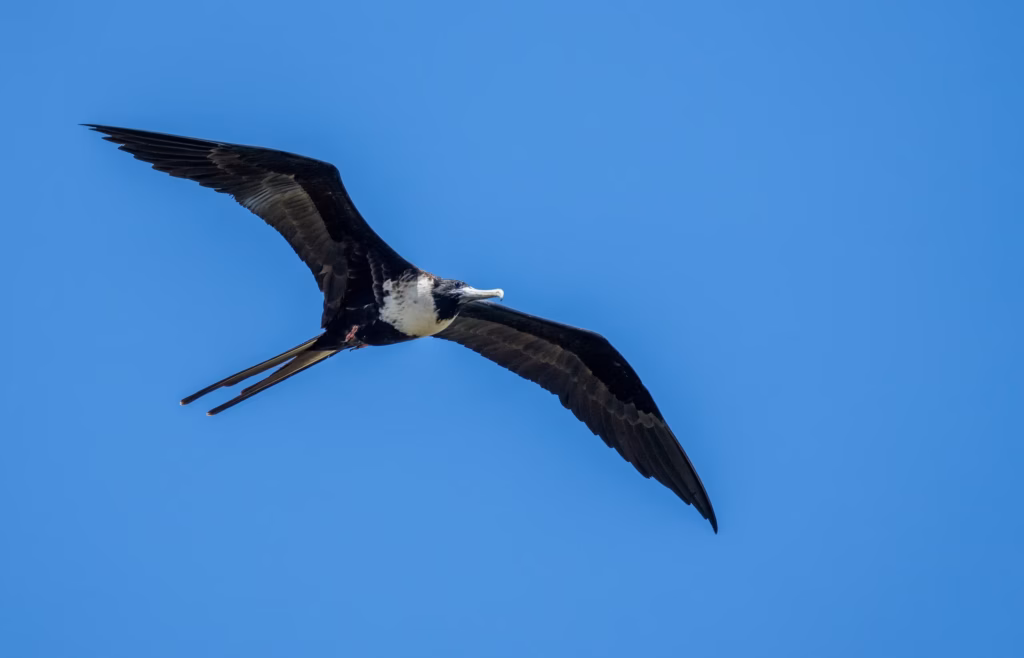 Gli animali che dormono in modo incredibile: dal delfino che riposa con metà cervello agli uccelli che dormono in volo