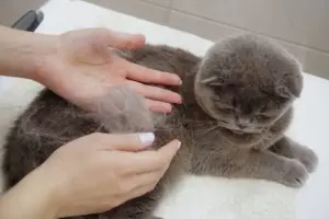 Animali domestici e cambio di stagione: perché in autunno cambiano pelo, sonno e appetito