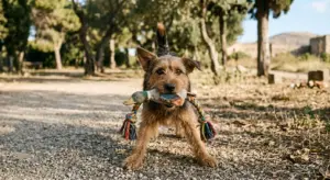 Perché il cane ti porta il suo giocattolo ma poi non vuole dartelo?
