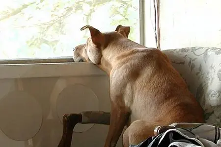 Gli animali possono offendersi? Cosa provano quando vengono ignorati o esclusi