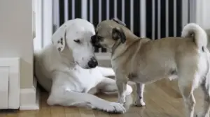 Il secondo cane arriva in famiglia: come evitare gelosia e conflitti