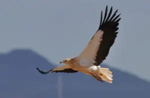 Gli animali che rischiano di sparire dalla Sicilia: le specie più vulnerabili