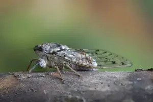 Quanto vive una cicala? E davvero alla fine esplode e muore?