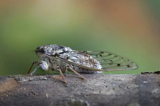 Quanto vive una cicala? E davvero alla fine esplode e muore?