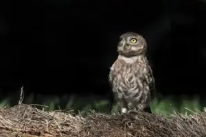 Rumori nel buio: imparare a riconoscere gli animali senza vederli