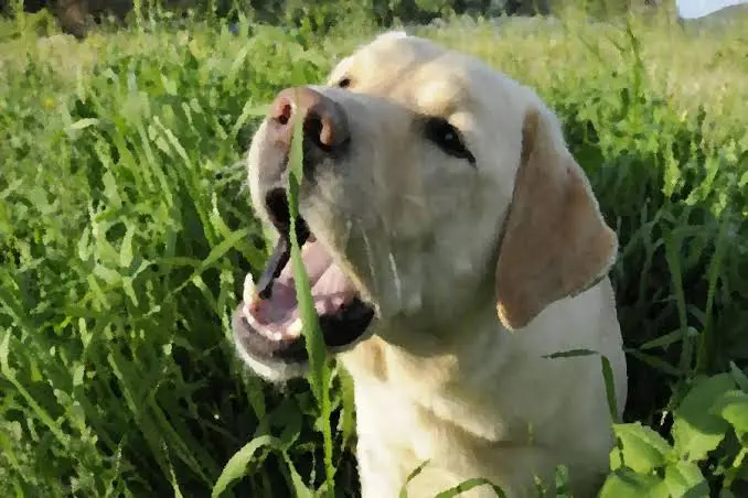 Perché il cane mangia l’erba? Quando è un comportamento normale e quando preoccuparsi