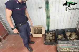 22 tartarughe protette sequestrate in un giardino: denunciato il proprietario