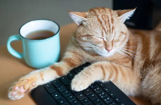 Animali e intelligenza artificiale: possiamo davvero chiedere a ChatGPT cosa ha il nostro cane o gatto?