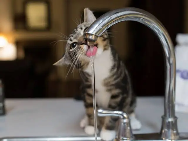 Il gatto beve poco: quando è normale e quando preoccuparsi