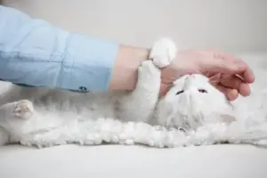 Quando il gatto morde mentre lo accarezzi: perché passa dalle coccole all’aggressività