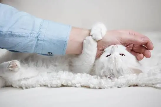 Quando il gatto morde mentre lo accarezzi: perché passa dalle coccole all’aggressività