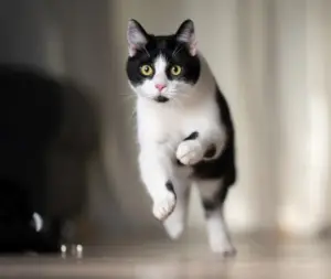 Perché il gatto corre improvvisamente per casa come un pazzo? Le vere ragioni delle “corse folli”