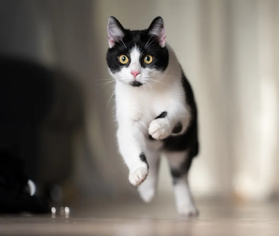 Perché il gatto corre improvvisamente per casa come un pazzo? Le vere ragioni delle “corse folli”