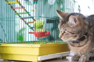 Quali animali non possono convivere insieme in casa?