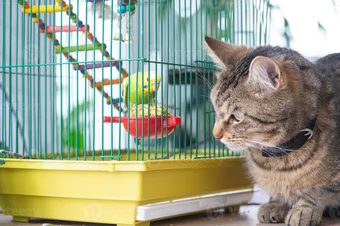 Quali animali non possono convivere insieme in casa?