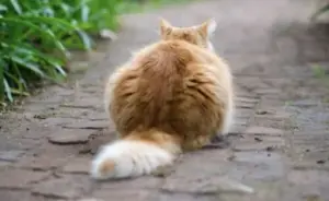 Il gatto ti ignora davvero? La scienza spiega cosa significa quando sembra non ascoltarti