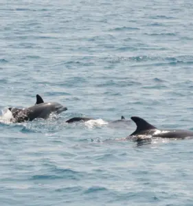 Delfini vicino alla costa: cosa significa quando li incontriamo?