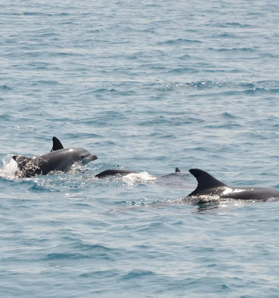 Delfini vicino alla costa: cosa significa quando li incontriamo?