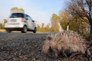 Animali investiti sulle strade: quando l’asfalto diventa una trappola per la fauna selvatica