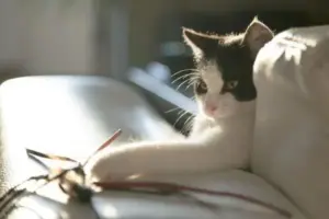 Perché i gatti buttano gli oggetti a terra? Non lo fanno sempre per dispetto