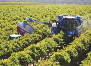 Tragedia durante la vendemmia ad Alcamo: muore un uomo, grave un 57enne