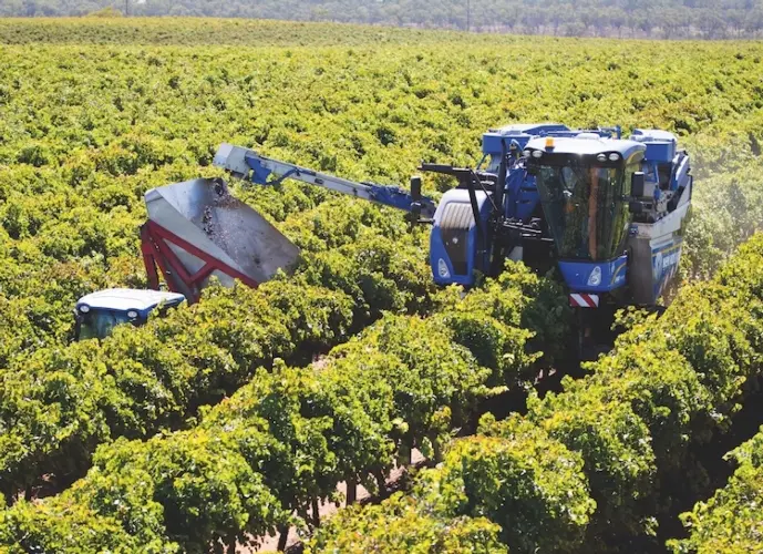 Tragedia durante la vendemmia ad Alcamo: muore un uomo, grave un 57enne